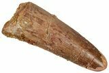 Juvenile Fossil Spinosaurus Tooth - Real Dinosaur Tooth #348692-1